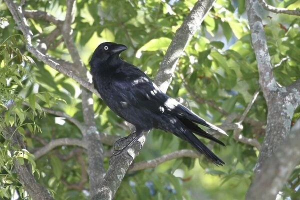 Torresian Crow Suburban Brisbane, Queensland, Australia