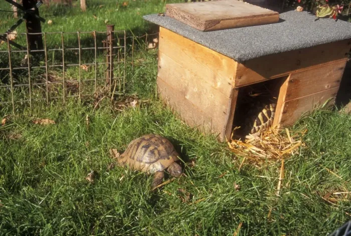 Framed Print : Tortoise In garden run Framed Print : Tortoise In garden run
