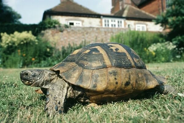 Tortoise PM 6201A Successor to ‘Timothy in Gilbert Whites garden © P. Morris  /  ARDEA LONDON
