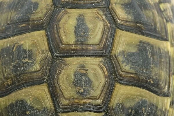 Tortoise - shell