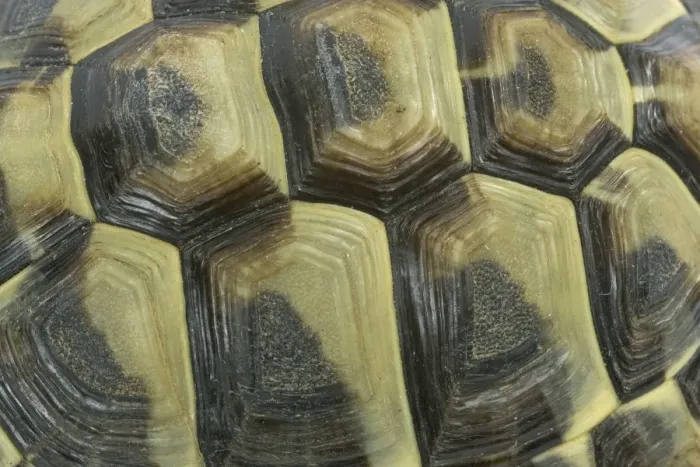 Framed Print : Tortoise - shell