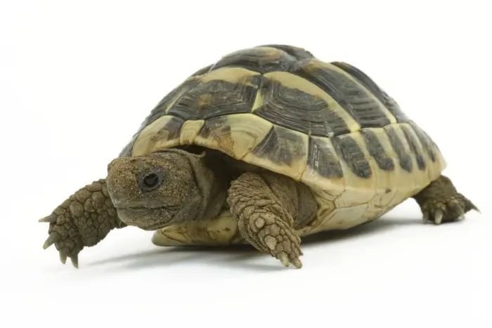 Framed Print : Tortoise - in studio Framed Print : Tortoise - in studio