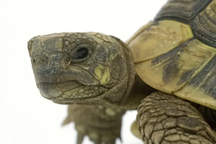 Framed Print : Tortoise - in studio Framed Print : Tortoise - in studio