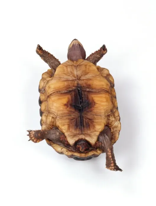 Framed Print : Tortoise TEA 119 Lying on back © Andy Teare / ardea. com Framed Print : Tortoise TEA 119 Lying on back © Andy Teare / ardea. com