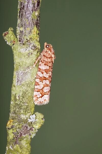 Tortrid Moth - Family Tortricidae (No common name) - Essex - UK IN000959