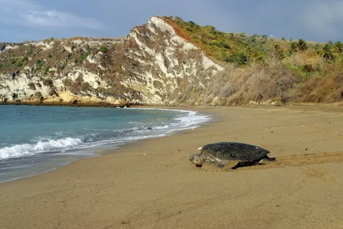 Framed Print : tortue verte Framed Print : tortue verte
