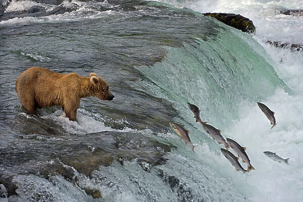 Tourists photographing Brown Bear catching salmon at Brooks Falls, Katmai National Park, Alaska, USA Date: 13-04-2021