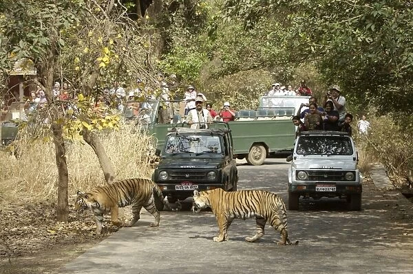 Tourists watching Tigeress and cub