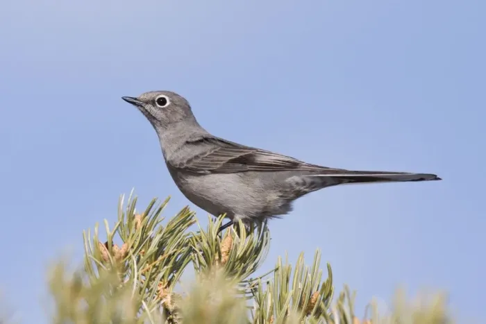 Framed Print : Townsend's Solitaire New Mexico in February
