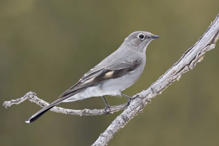 Framed Print : Townsend's Solitaire New Mexico in February Framed Print : Townsend's Solitaire New Mexico in February