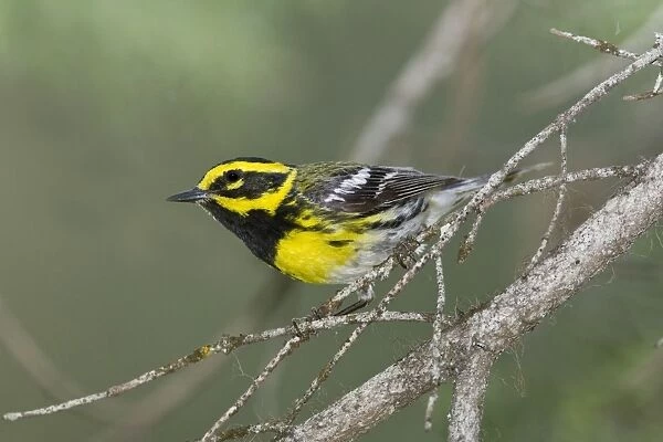 Townsend's Warbler, Dendroica townsendi. Washington in July