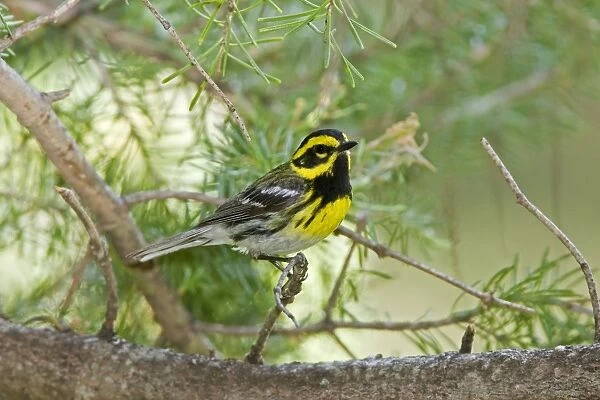 Townsend's Warbler, Dendroica townsendi. Washington in July
