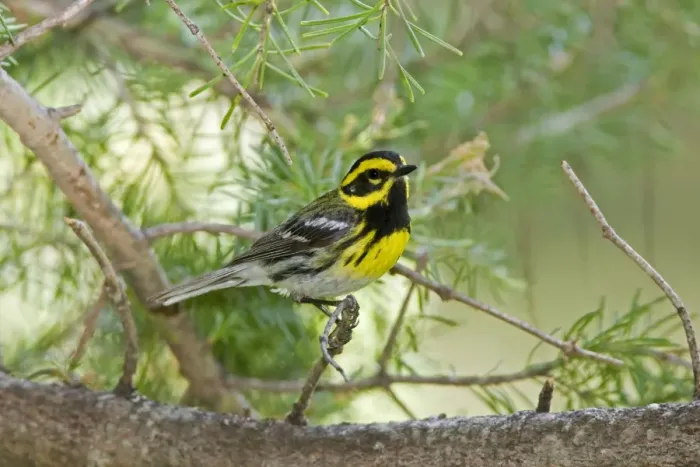Framed Print : Townsend's Warbler, Dendroica townsendi. Washington in July Framed Print : Townsend's Warbler, Dendroica townsendi. Washington in July