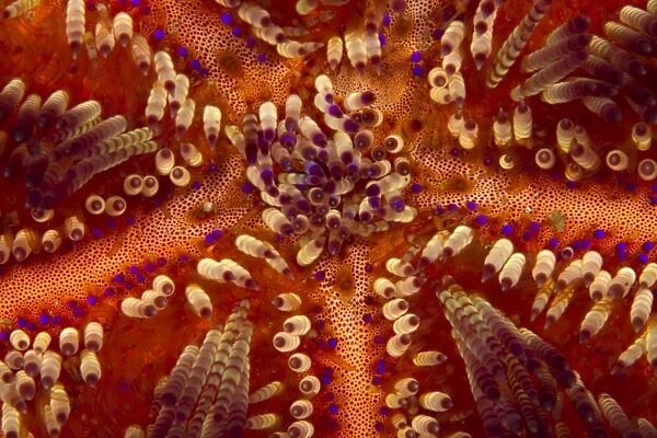 Toxic Sea Urchin - Indonesia