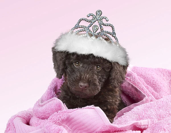 Toy Goldendoodle Dog, wearing crown  /  tiara and wrapped in pink towels (10 weeks)