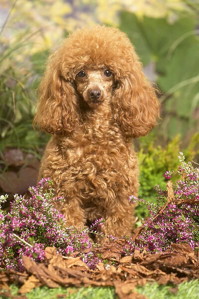 Toy Poodle dog outdoors in Autumn