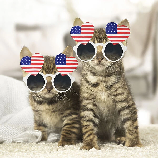 Toyger kittens indoors wearing heart shaped American flag glasses Date: 23-May-18