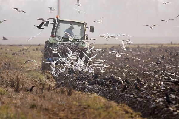 Tractor - ploughing field with Black-headed Gulls