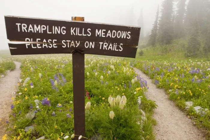 Framed Print : No trampling sign among alpine wildflowers around Tipsoo Lake, Chinook Pass, in the mist, Mount Rainier National Park, Washington, USA, North America Framed Print : No trampling sign among alpine wildflowers around Tipsoo Lake, Chinook Pass, in the mist, Mount Rainier National Park, Washington, USA, North America