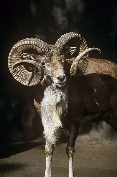 Transcaspian Mouflon Sheep - ram
