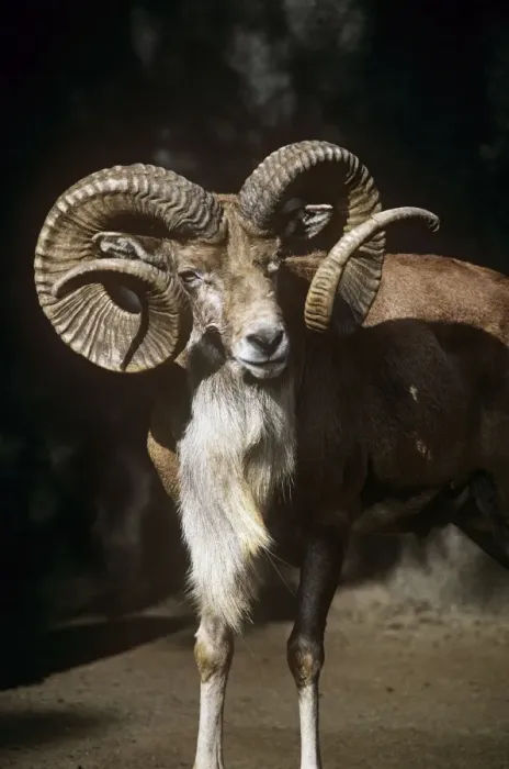 Framed Print : Transcaspian Mouflon Sheep - ram Framed Print : Transcaspian Mouflon Sheep - ram