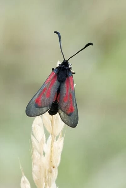 Transparent burnet Top view with wings partly open Aggtelek National Park Hungary