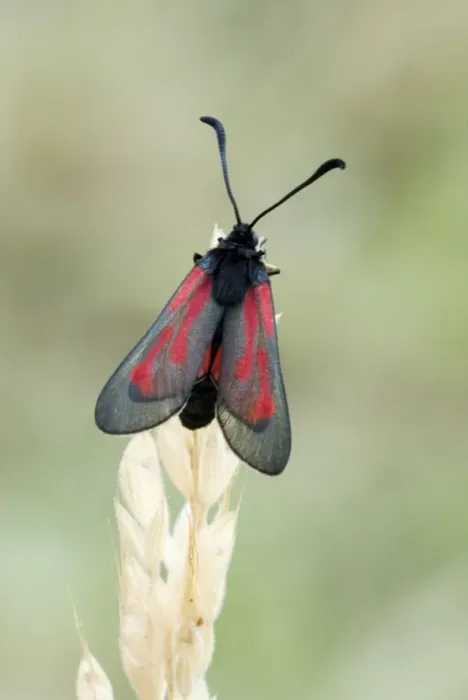 Framed Print : Transparent burnet Top view with wings partly open Aggtelek National Park Hungary Framed Print : Transparent burnet Top view with wings partly open Aggtelek National Park Hungary