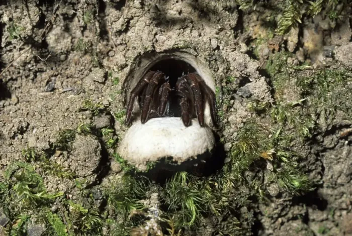 Framed Print : Trapdoor Spider ready to pounce on passing prey, a trapdoor spider sits at its burrow entrance. By day the spider withdraws into its den built into a bank and closes the hinged door. Not all trapdoor spiders construct doors for their burrows Framed Print : Trapdoor Spider ready to pounce on passing prey, a trapdoor spider sits at its burrow entrance. By day the spider withdraws into its den built into a bank and closes the hinged door. Not all trapdoor spiders construct doors for their burrows