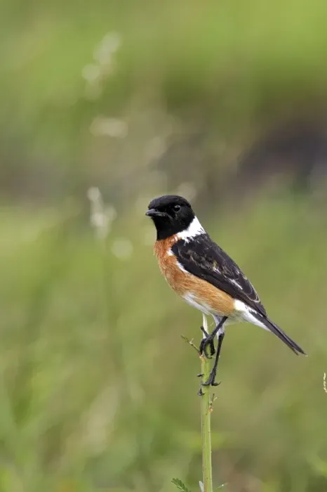 Framed Print : traquet patre male Common Stonechat Saxicola torquata Framed Print : traquet patre male Common Stonechat Saxicola torquata