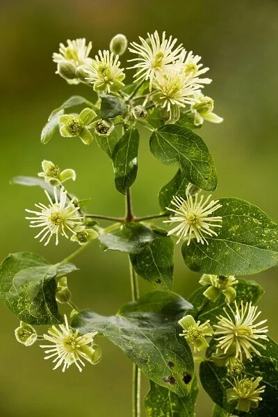 Traveller's-joy or Old man's beard ( Clematis vitalba) in flower; Dorset