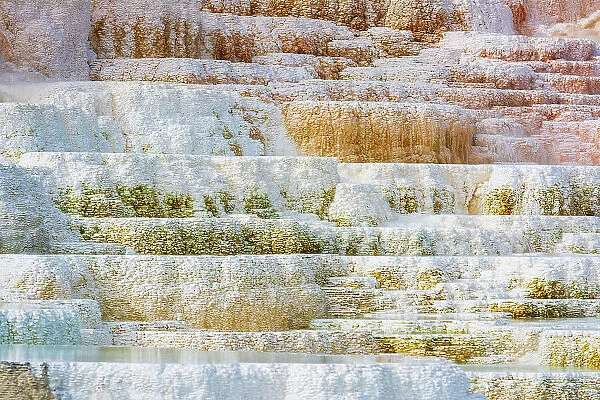Travertine terraces at Minerva Spring, Mammoth Hot Springs, Yellowstone National Park, Wyoming, USA. Date: 25-05-2021