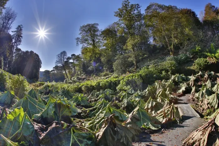 Framed Print : Trebah Garden - with Gunnera cut back - Cornwall, UK Framed Print : Trebah Garden - with Gunnera cut back - Cornwall, UK