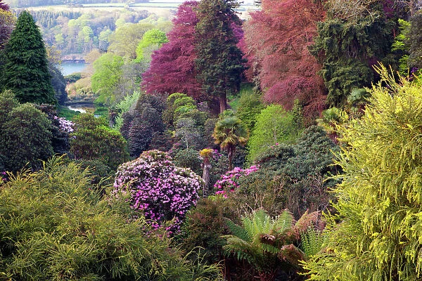 Trebah Garden - Spring - Cornwall, UK