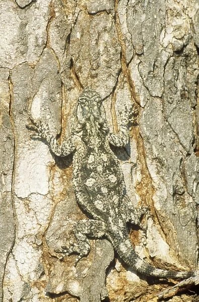 Tree Agama - well camouflaged female at a tree trunk
