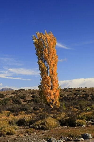 Tree in Autumn colours. Magallanes Peninsula - Patagonia - Argentina