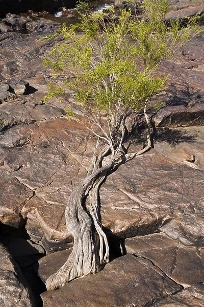 Tree clinging to life in rock at Manning Gorge, Kimberley, Western Australia