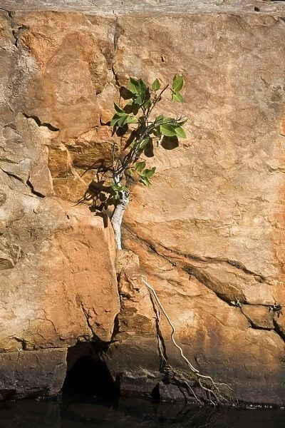 Tree clinging to life on a rock wall at Galvan's Gorge, Gibb River Road, Kimberley, Western Australia