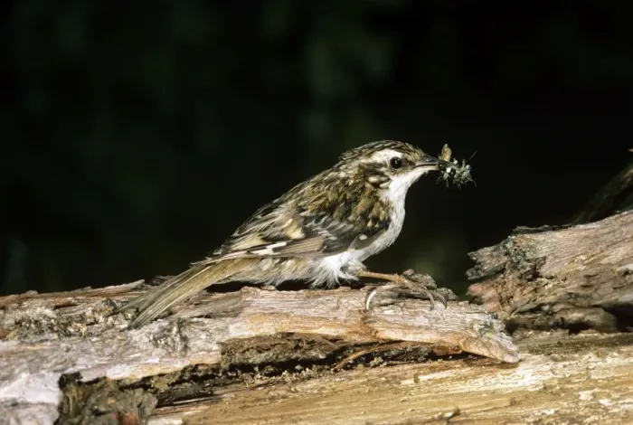 Framed Print : Tree Creeper Framed Print : Tree Creeper