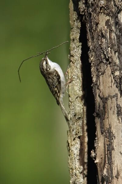 Tree Creeper - with nest material in beak, Lower Saxony, Germany