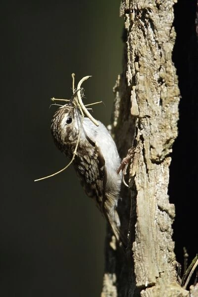 Tree Creeper - with nest material in beak, Lower Saxony, Germany