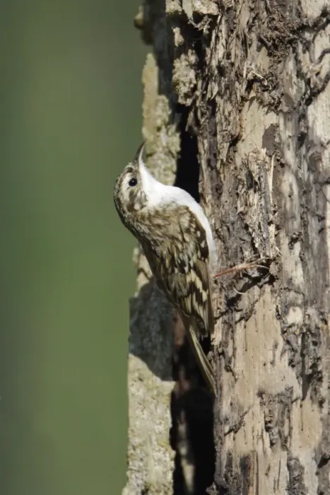 Framed Print : Tree Creeper - on tree stem, Lower Saxony, Germany Framed Print : Tree Creeper - on tree stem, Lower Saxony, Germany