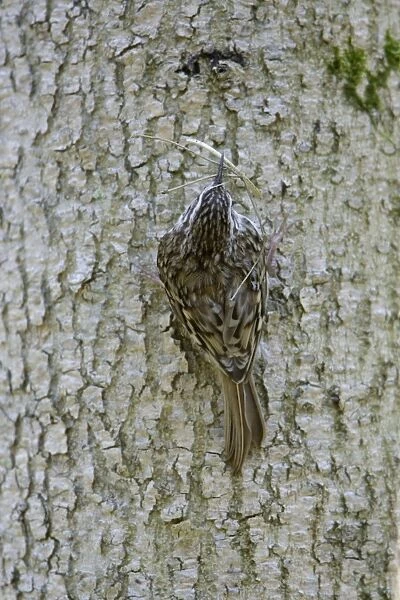 Tree Creeper - back view, with nest material in beak, Lower Saxony, Germany