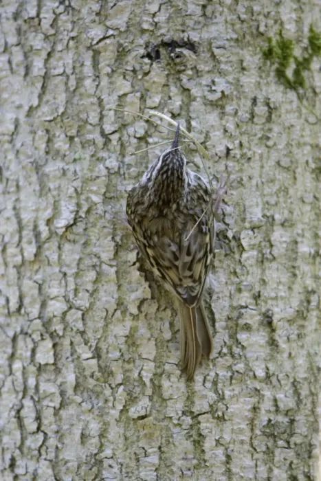 Framed Print : Tree Creeper - back view, with nest material in beak, Lower Saxony, Germany Framed Print : Tree Creeper - back view, with nest material in beak, Lower Saxony, Germany