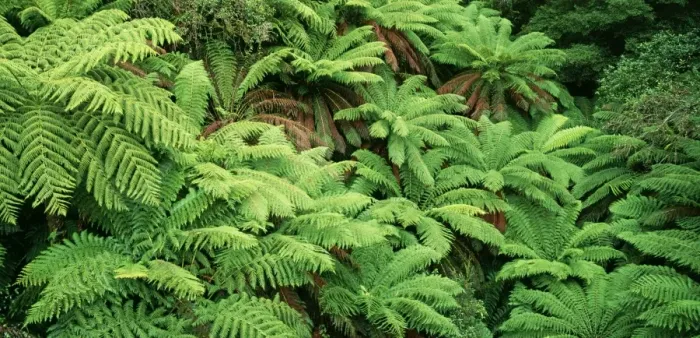 Framed Print : Tree Fern AU 146 JLR Tarra Valley National Park, East Gippsland, Victoria, Australia. Dicksonia antarctica © Jean-Marc La Roque  /  ARDEA LONDON