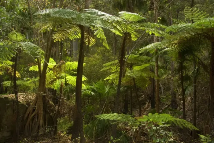 Framed Print : Tree fern - small grove of tree fern in Carnarvon Gorge, which is located in Queensland's arid outback. Carnarvon creek provides for constant humidity, which is necessary for their thriving - Carnarvon Gorge National Park, Outback Queensland Framed Print : Tree fern - small grove of tree fern in Carnarvon Gorge, which is located in Queensland's arid outback. Carnarvon creek provides for constant humidity, which is necessary for their thriving - Carnarvon Gorge National Park, Outback Queensland