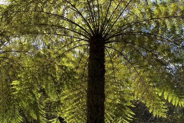 Tree ferns - magnificent tree ferns grow along the wet surroundings of Leura Cascades - Leura Cascades, Blue Mountains National Park, New South Wales, Australia