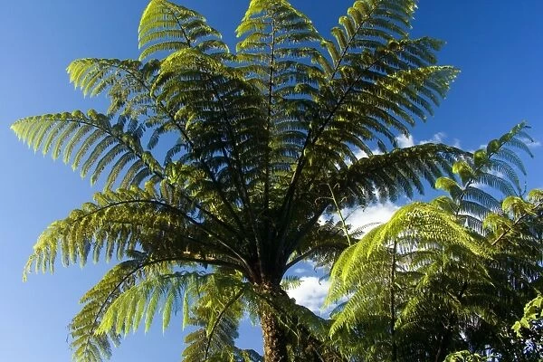 Tree Ferns seen from the botten photographed up into blue sky Waitomo, King Country, North Island, New Zealand