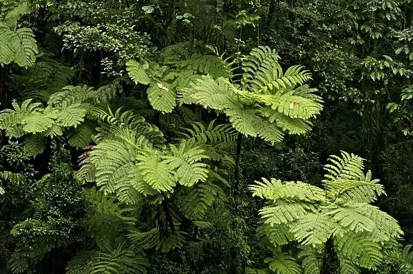 Tree ferns - Tanzania - Africa