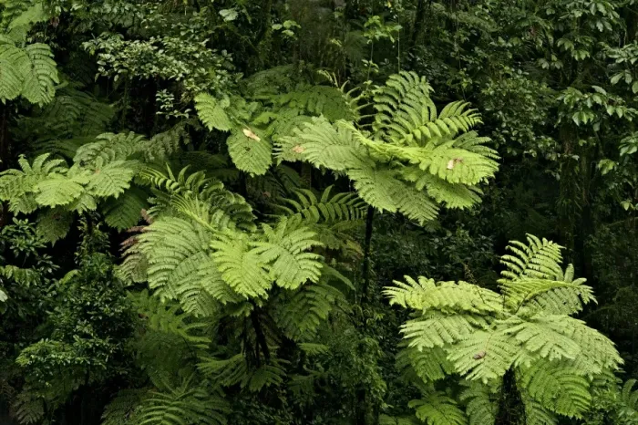 Framed Print : Tree ferns - Tanzania - Africa Framed Print : Tree ferns - Tanzania - Africa