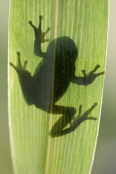 Tree Frog. WAT-8878. TREEFROG - silhouette through leaf